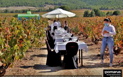 Maravillosa Comida Entre Viñedos en el Valle del Aceniche