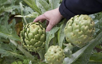 Se consolida la alcachofa como alimento de otoño en España