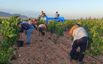 La vendimia de la DOP Jumilla, al 5% tras un mes desde su inicio